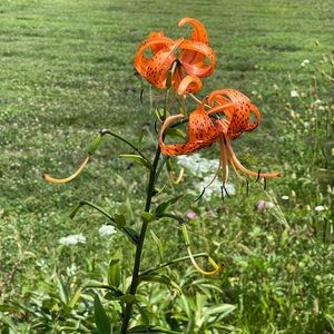 Meet your Posher, Julie